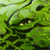 Rothecreations Artwork olly_croc